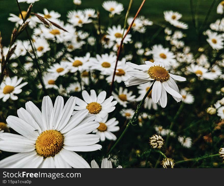 White flower grass