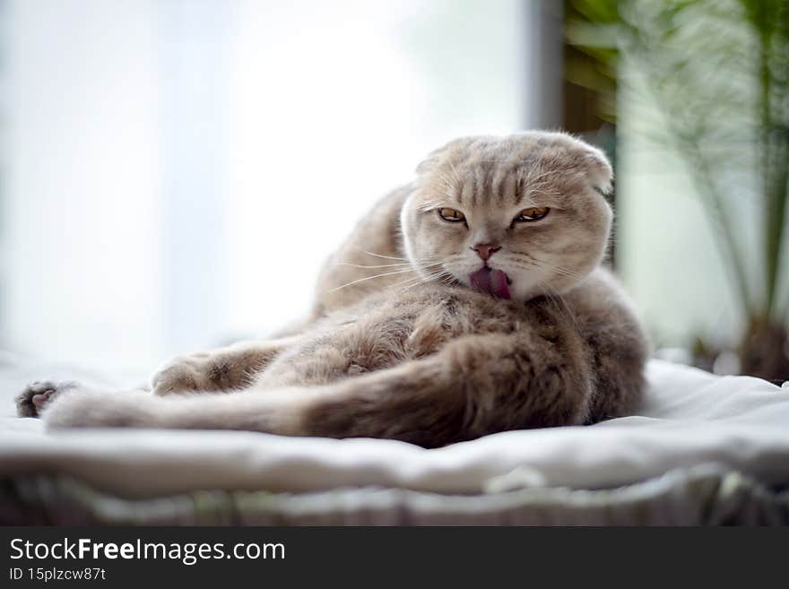 Light Brown Shorthair Fold Cat.