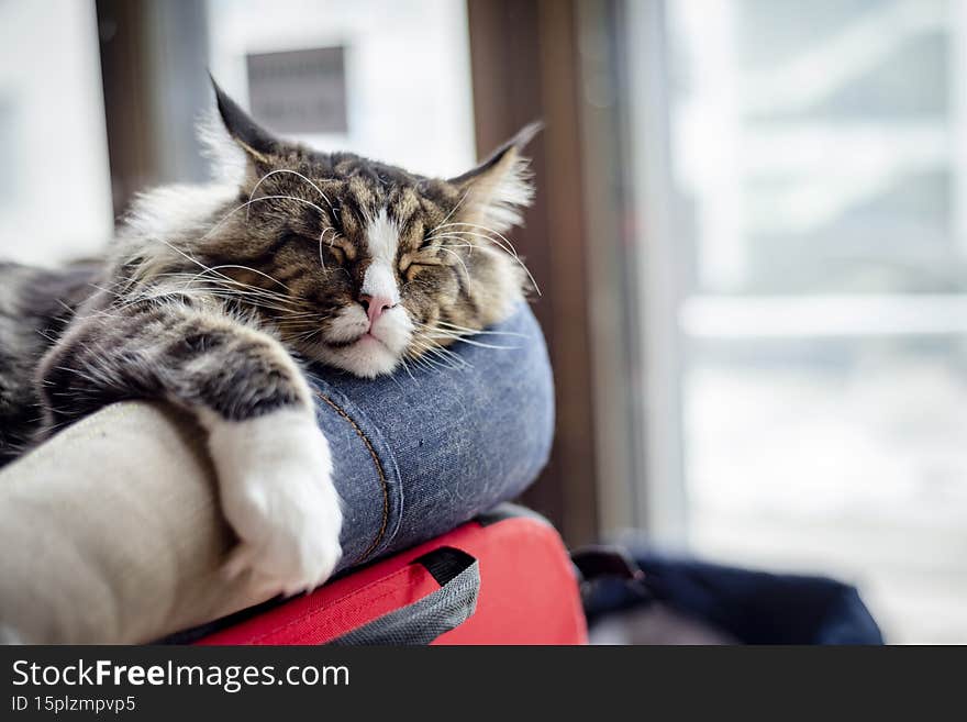 Maine Coon cat sleeping on a pillow.