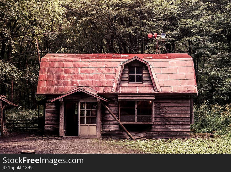 Hong in the forest. Shooting Location:Hokkaido Furano