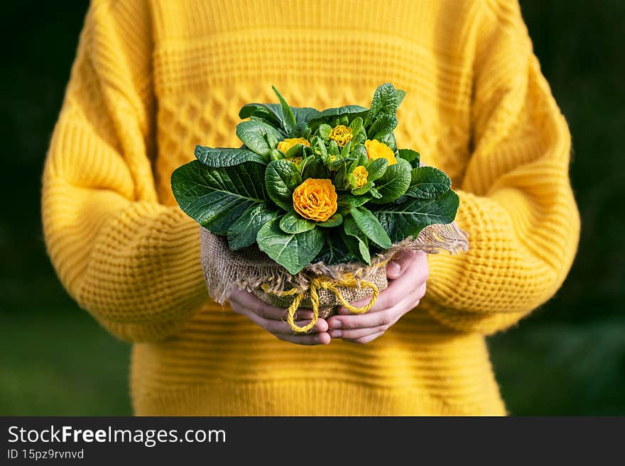 Girl`s hands holding beautiful yellow primrose flower in pot decorated with sackcloth and jute twine.