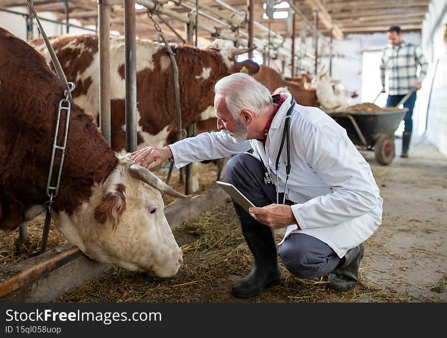Mature men veterinarian in white coat squatting beside simmental cattle and holding tablet in stable. Mature men veterinarian in white coat squatting beside simmental cattle and holding tablet in stable