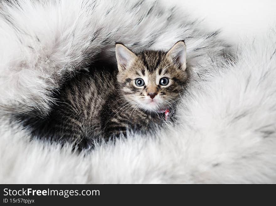 Little cute kitten on fur blanket. Selective focus