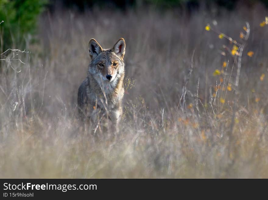 Coyote Canis latrans in the wild, standing in tall prairie grass looking toward the camera with ears straight up