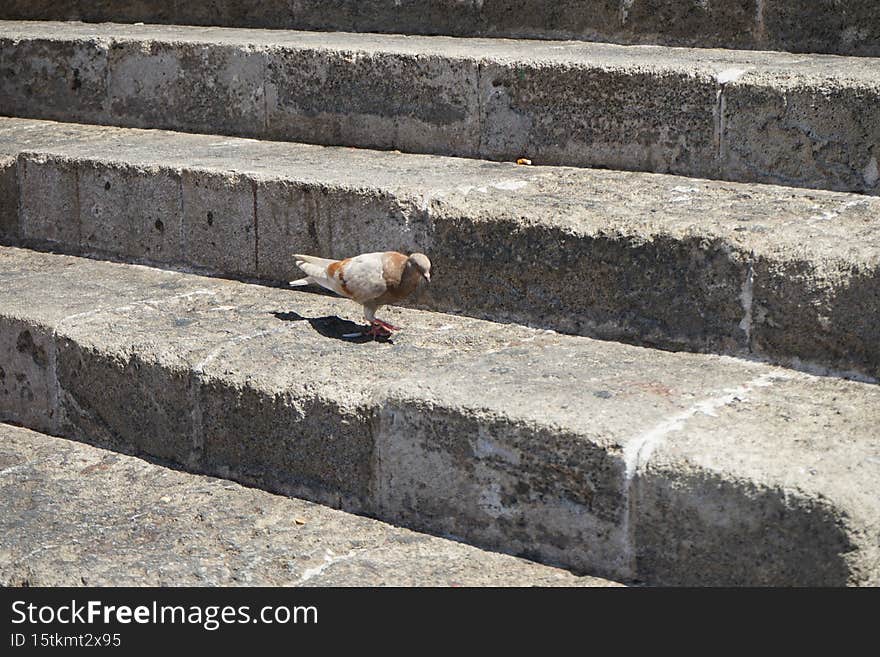 Animals on the island of Rhodes. The pigeon lives in the medieval city of Rhodes, Greece