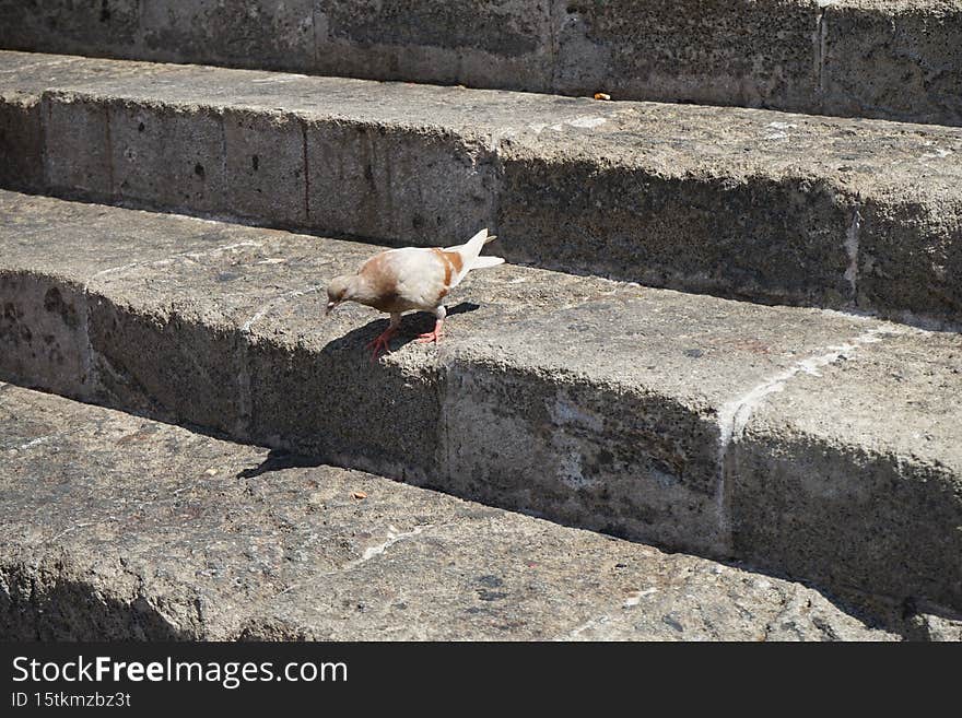 Animals on the island of Rhodes. The pigeon lives in the medieval city of Rhodes, Greece