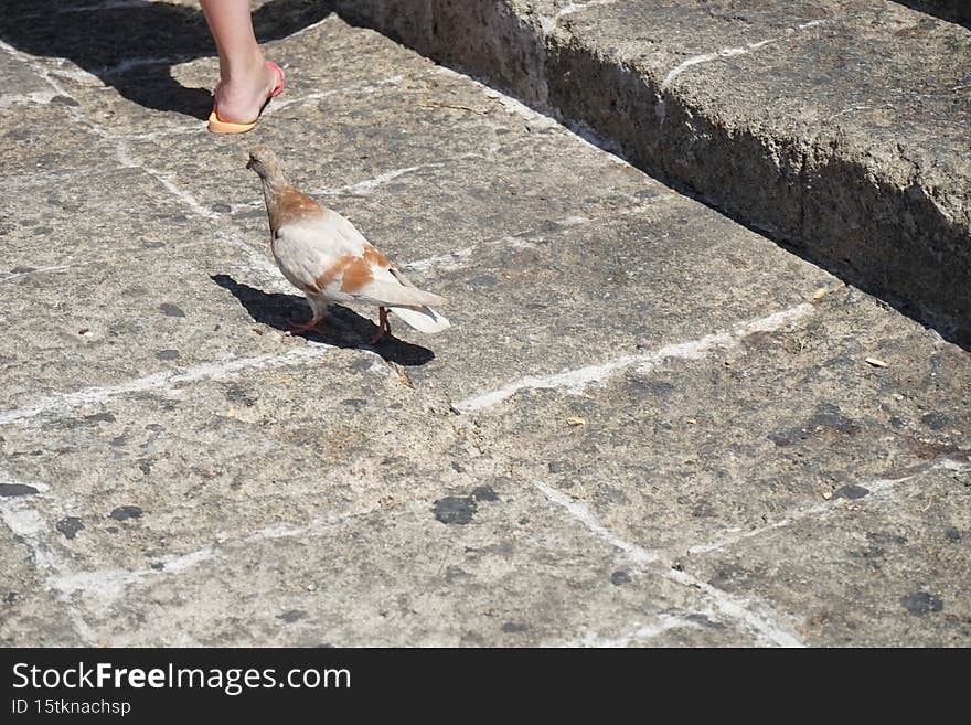 Animals on the island of Rhodes. The pigeon lives in the medieval city of Rhodes, Greece