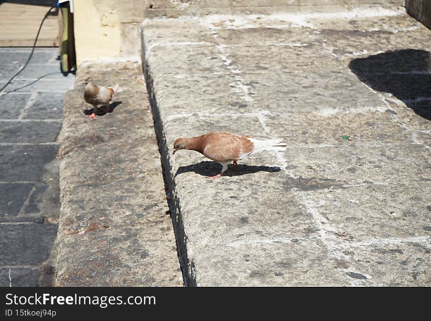 Pigeons live in the medieval city of Rhodes, Greece