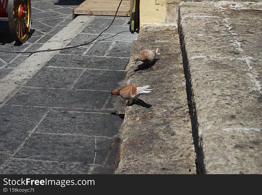 Animals on the island of Rhodes. Pigeons live in the medieval city of Rhodes, Greece