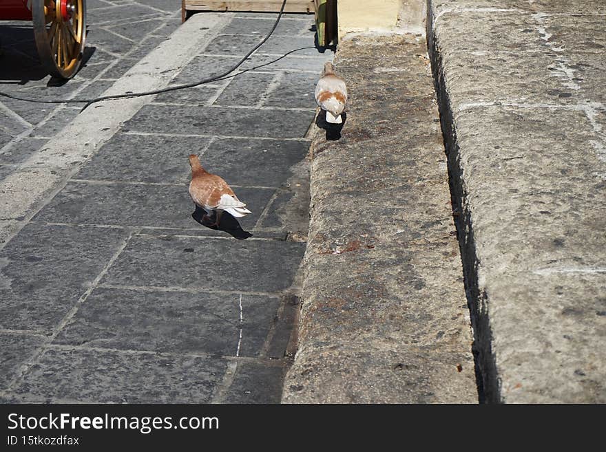 Animals on the island of Rhodes. Pigeons live in the medieval city of Rhodes, Greece