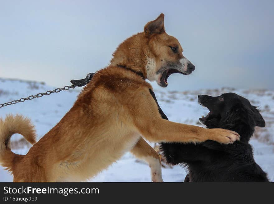 funny moment of two dogs playing