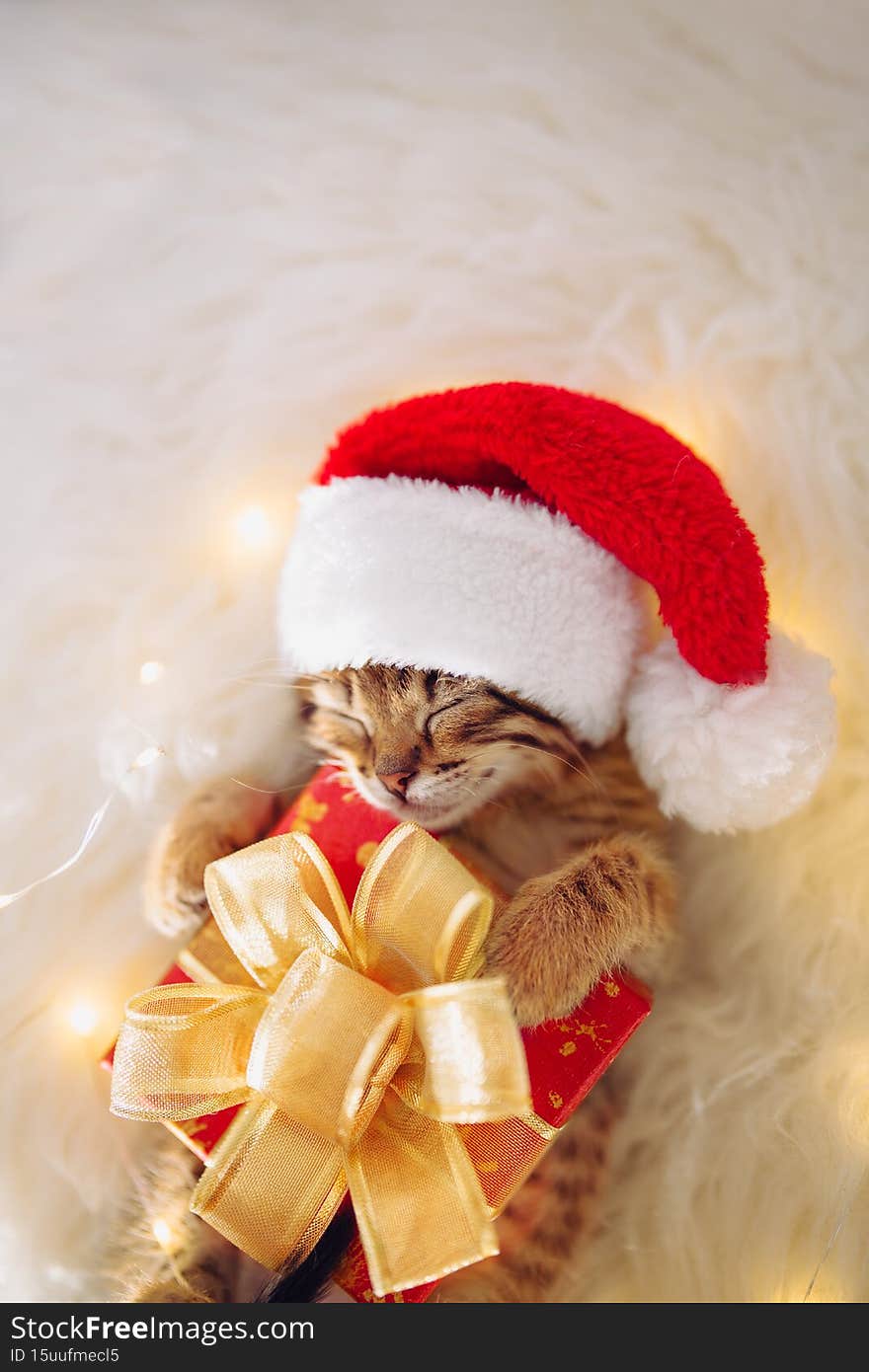 A kitten in a red Santa hat is sleeping in an embrace with a gift among the Christmas lights