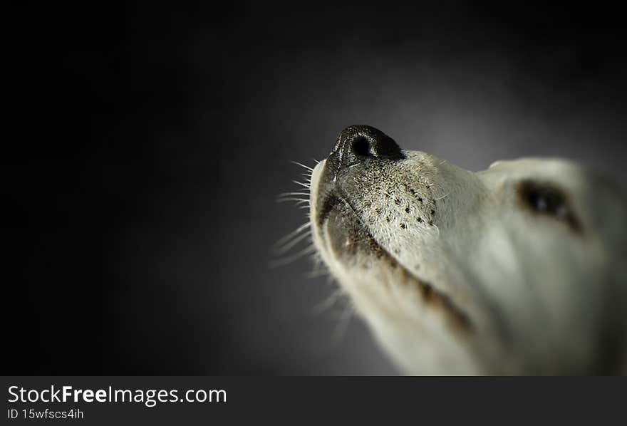 Portrait of cute dog on a dark background