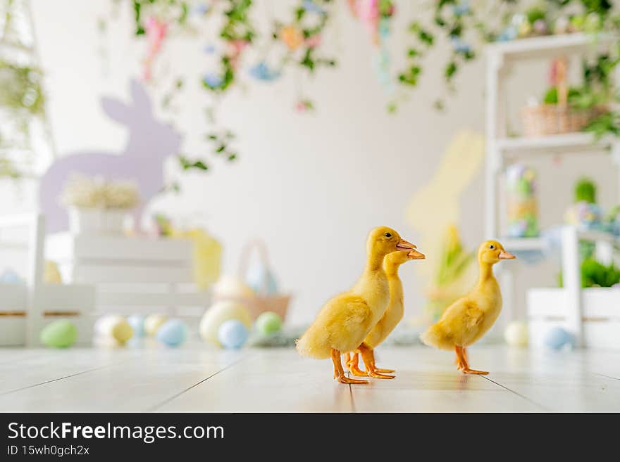 Easter studio decoration. ducklings on background of colorful dyed eggs, wooden bunnys, flowers