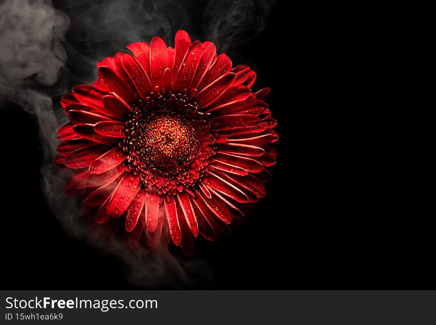 Red gerbera flower in smoke on a black background. Copy space.