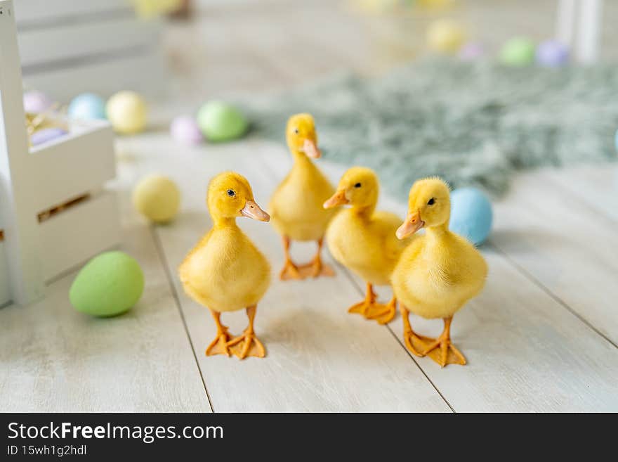 Easter studio decoration. ducklings walks on background of colorful dyed eggs, wooden boxes.