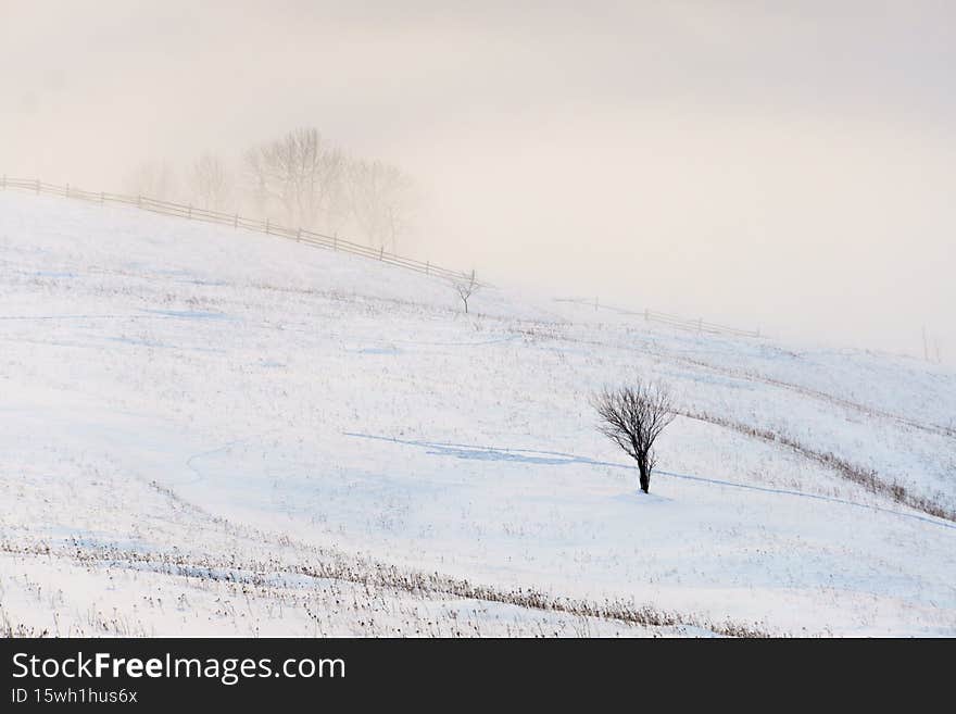 Winter scene with a lonely leafless tree in morning mist and snow