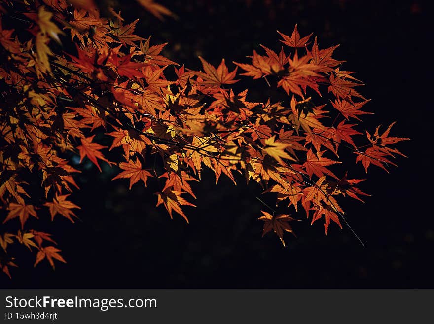 red maple leaves