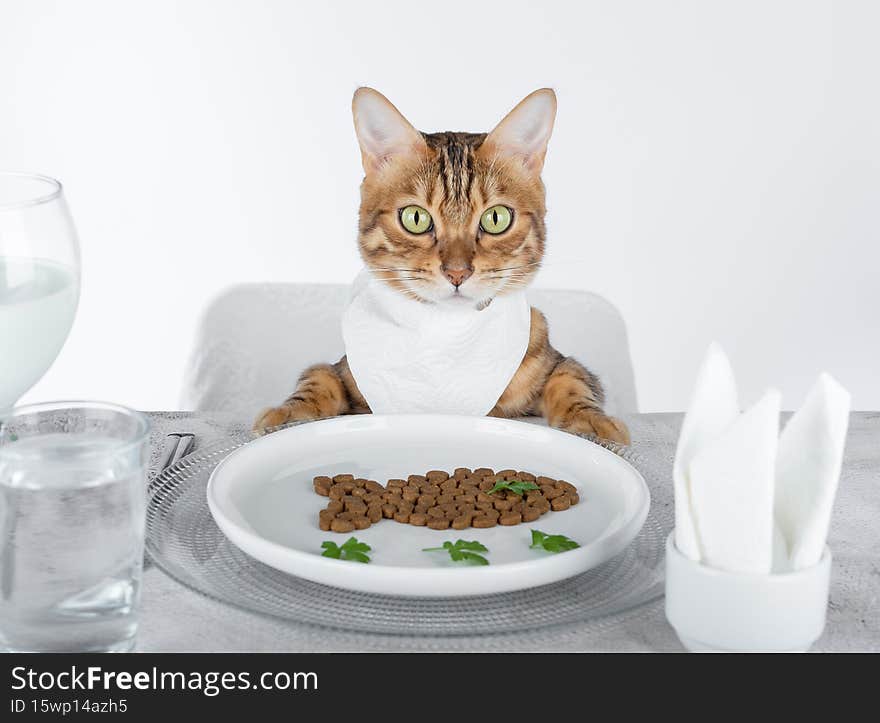 Funny cat at the laid table in a bib on a white background. Funny cat at the laid table in a bib on a white background