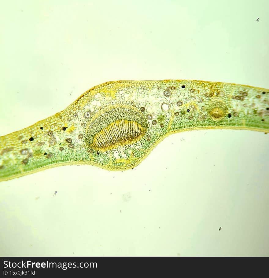Tissues of camellia leaf, microscopic photography. Plant anatomy, permanent preparation. Tissues of camellia leaf, microscopic photography. Plant anatomy, permanent preparation