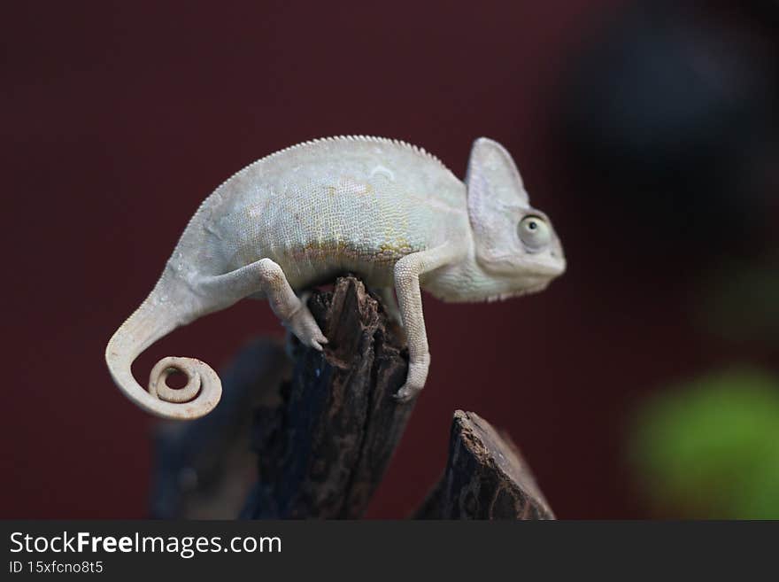 Young veiled chamleon