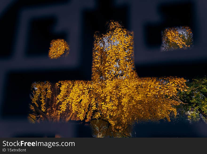 Ancient ginkgo trees in the Chinese Garden in autumn