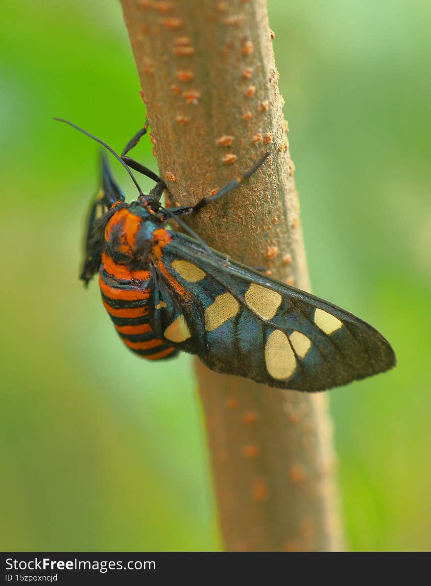 Scarlet tiger moth natural nature wallpaper India