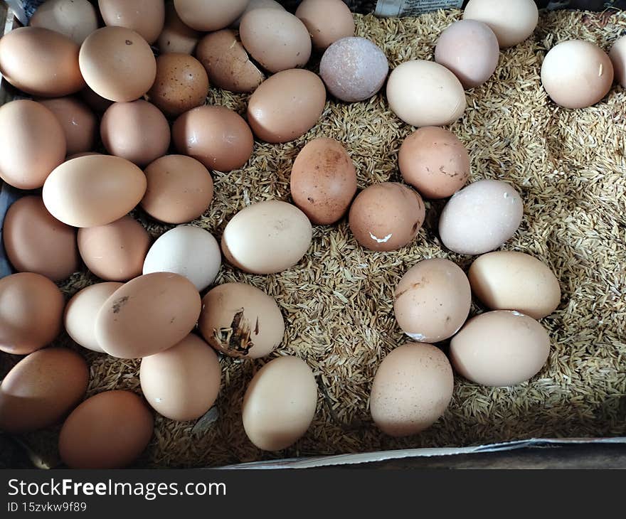 Eggs Collected In The Box