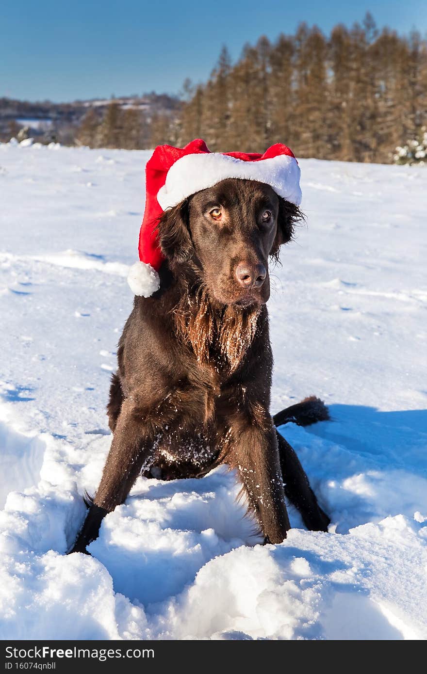 Retriever with Santa`s cap. Waiting for Christmas Eve. Brown Flat coated retriever dog sitting in the snow. Santa`s helper