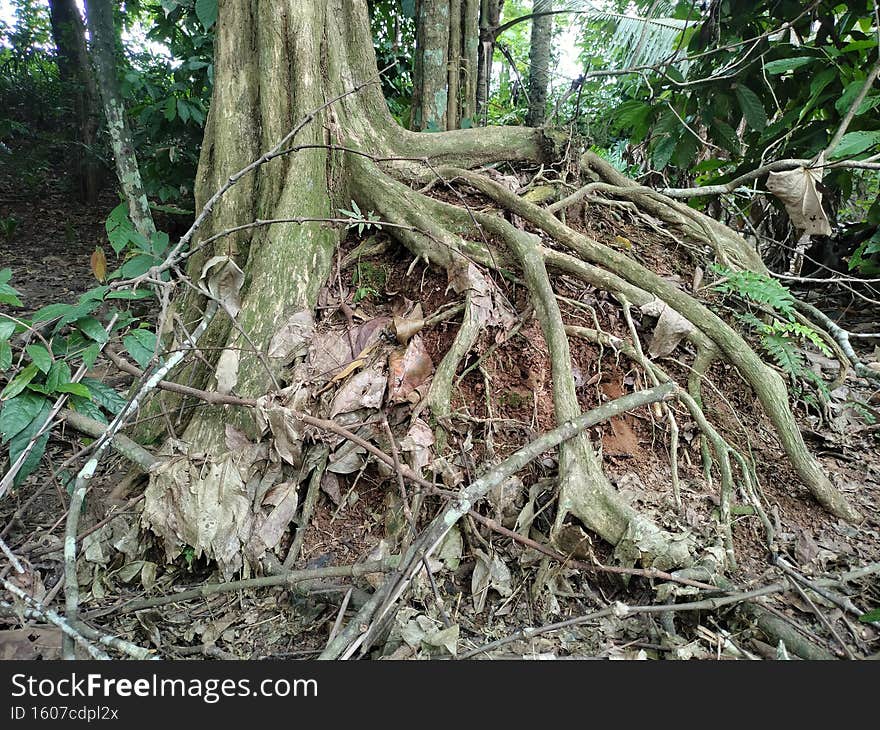 a big tree whose roots come to the surface