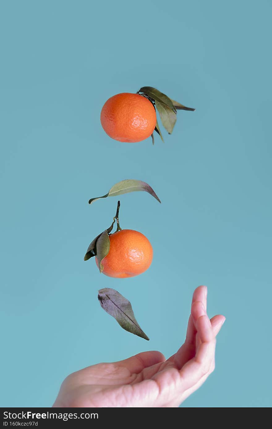 Levitating orange ripe tangerines from woman& x27;s hand on green aqua background, vertical orientation