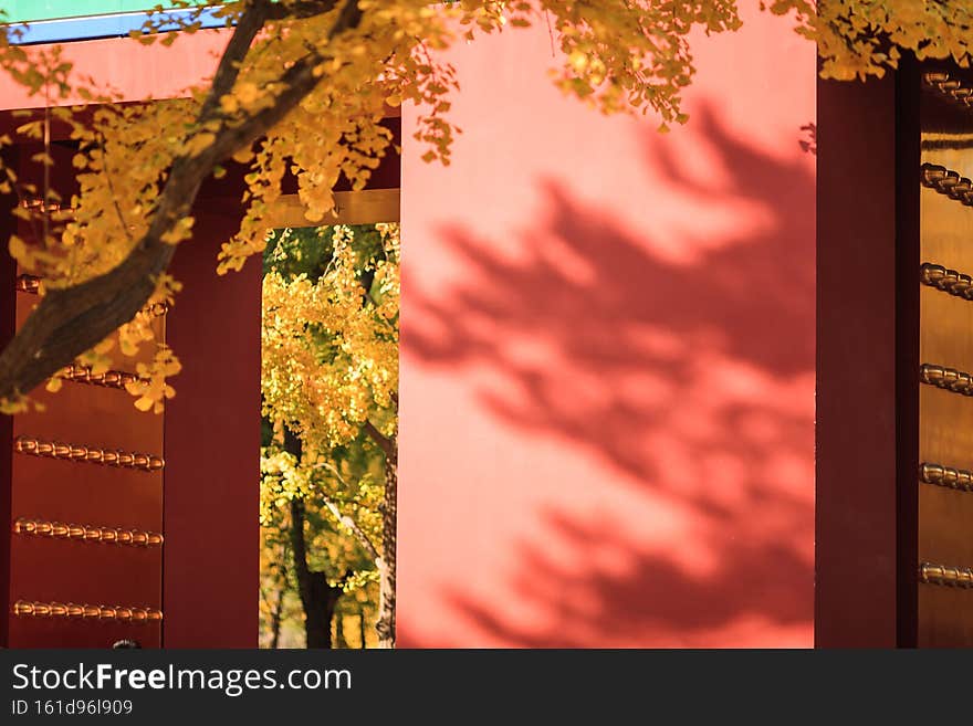 BeijingBeijing autumn ditan park view autumn ditan park view. High quality photo. BeijingBeijing autumn ditan park view autumn ditan park view. High quality photo