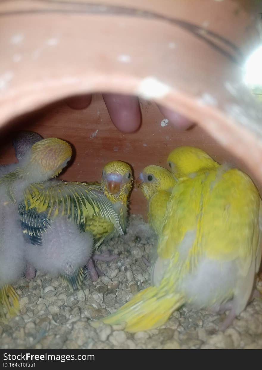 Very beautiful budgies baby in my home looking so cute and healthy .birds is wild beauty. Very beautiful budgies baby in my home looking so cute and healthy .birds is wild beauty.