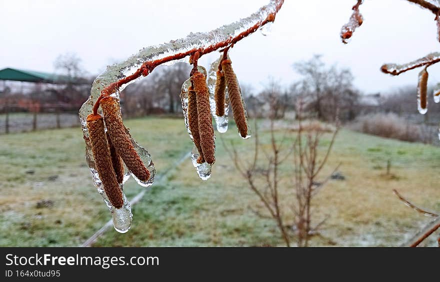 Frozen Hazel tree branches and frozen Hazel catkins