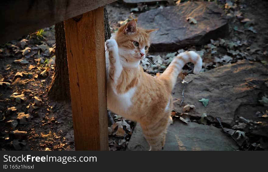 A yellow tabby cat scratching on a post sharpening his claws as he gets ready to go play in the yard.