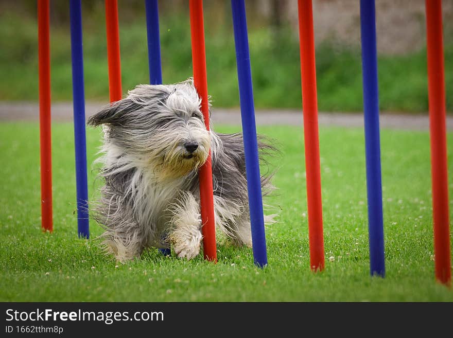 Dog in agility slalom on competition. Amazing day on czech agility competition in town Ratenice it was competition only for large.