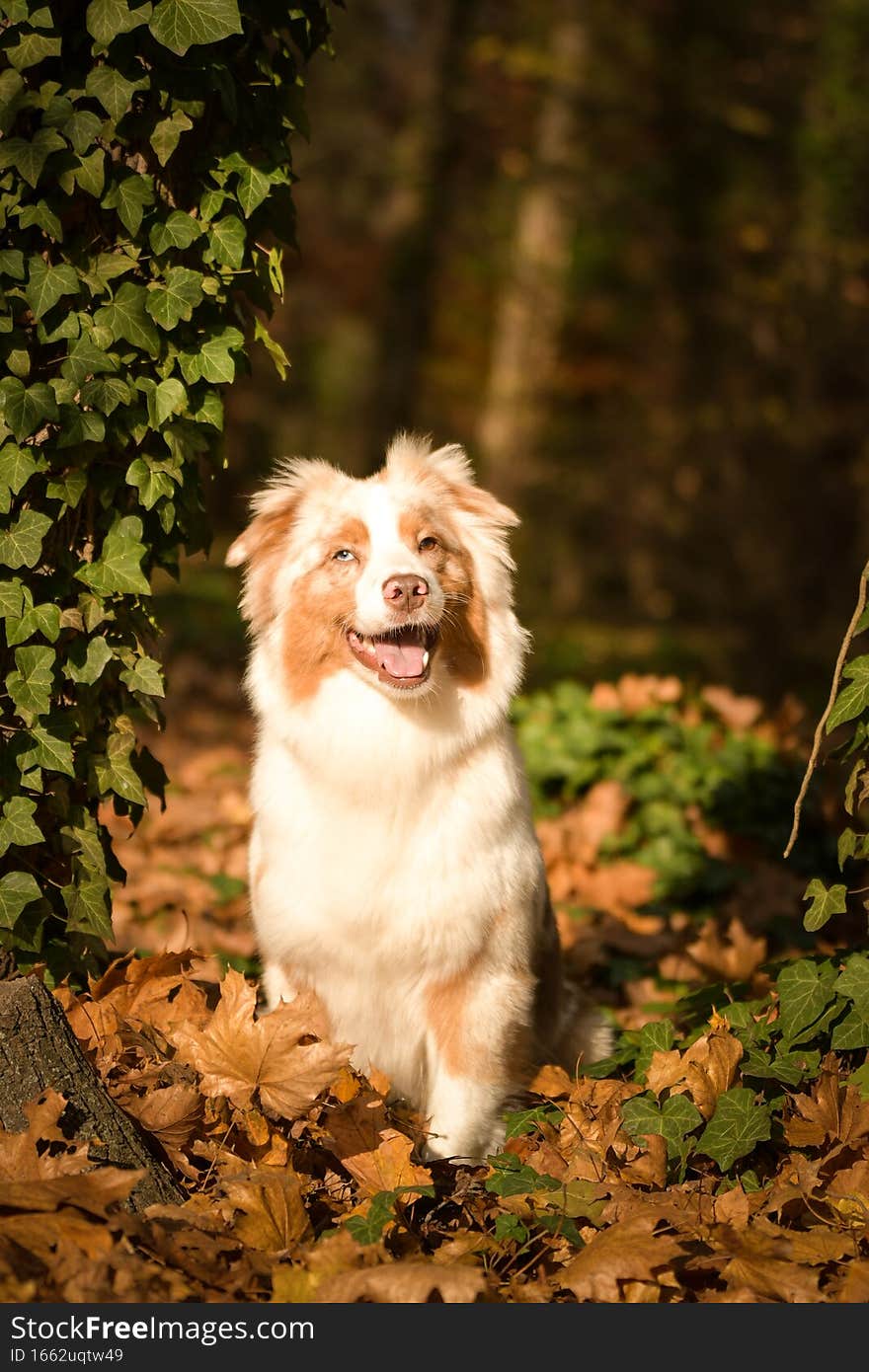 Australian shepherd is sitting in the forest. It is autumn portret.