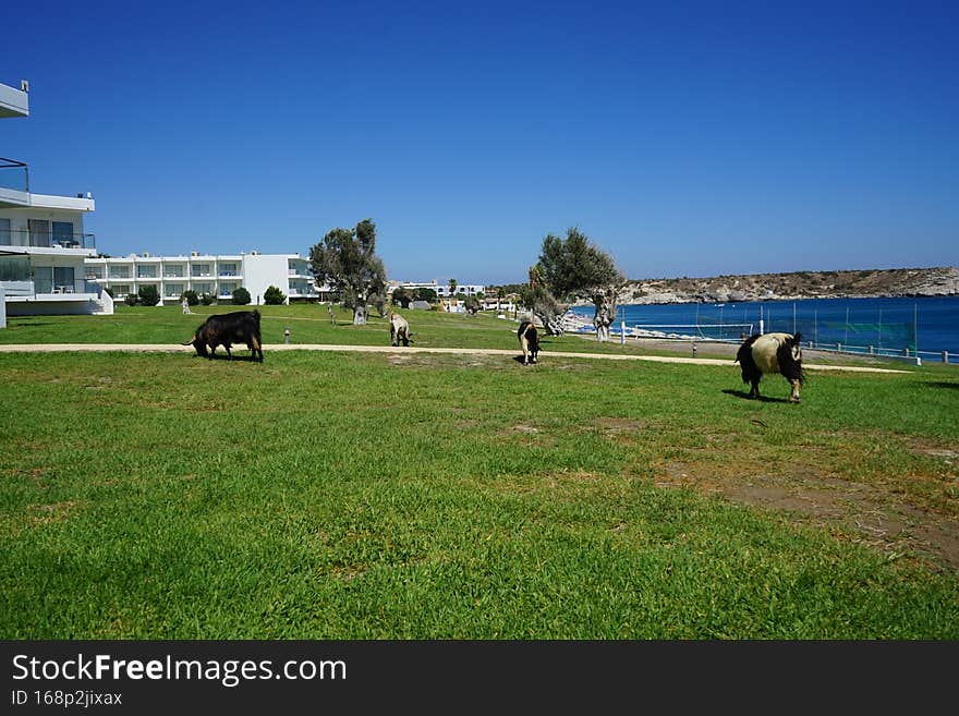 Wild goats descended from the mountains to the resort area. Kolimpia, Rhodes, Greece