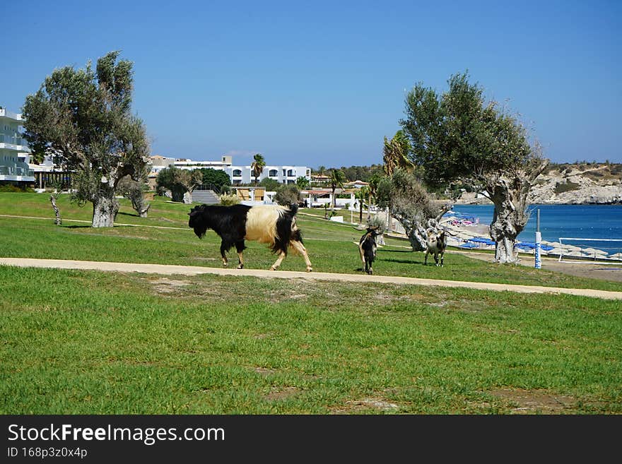 Wild goats descended from the mountains to the resort area. Kolimpia, Rhodes, Greece