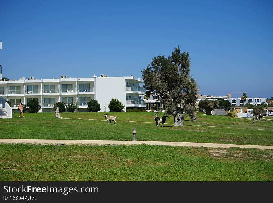 Wild goats descended from the mountains to the resort area. Kolimpia, Rhodes, Greece