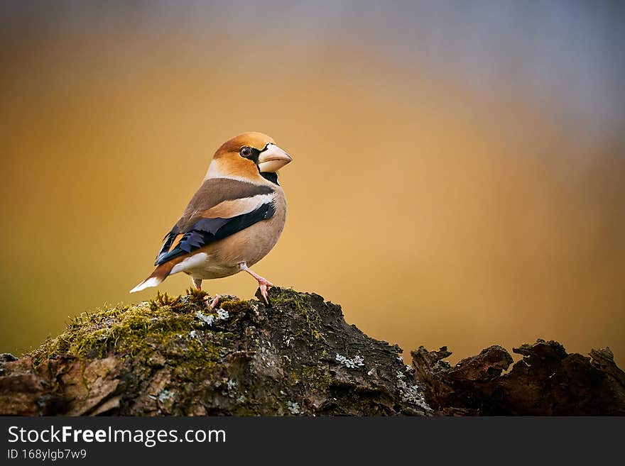 Hawfinch Coccothraustes coccothraustes sitting in the branch, colorful bird, bird in the branch,Bird sitting on a branch in winter, europe, czech republic, south moravia