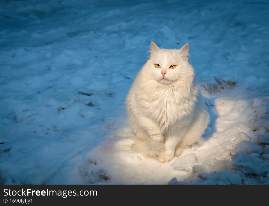 White fluffy cat sits in the evening on the snow in a beam of light.