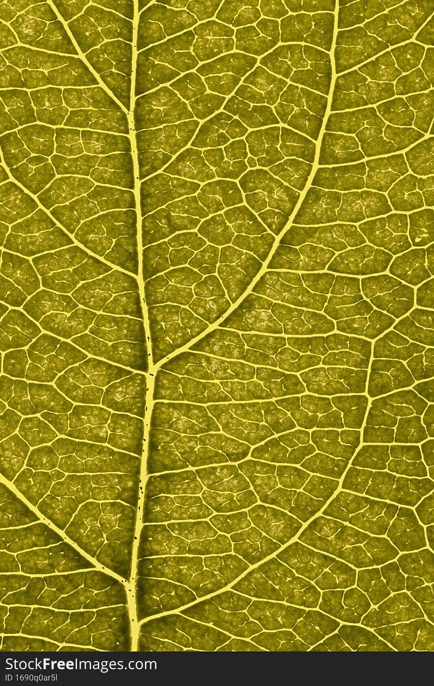 Leaf of fruit tree close up. Dark yellow mosaic pattern of veins and plant cells. Tinted vertical background. Macro