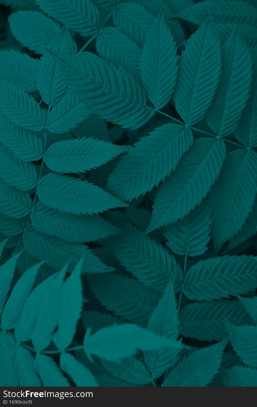 Dark vegetable background from meadowsweet leaves. Deep turquoise tinted foliage of a ornamental shrub. Vertical abstract plant