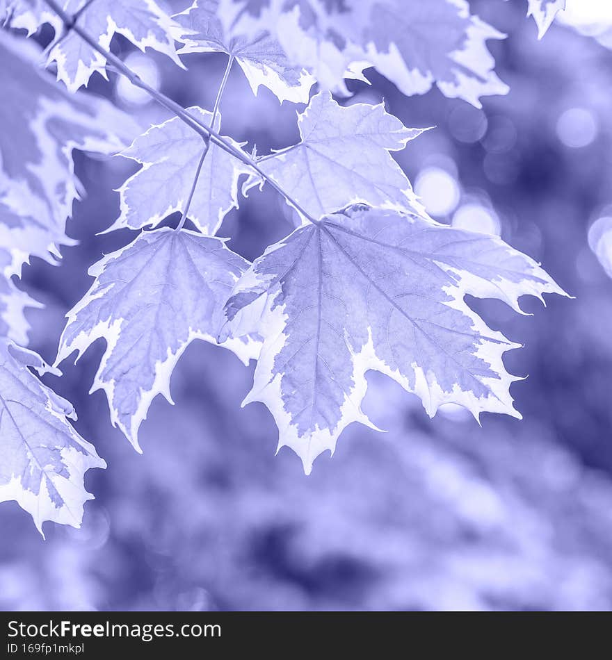 Beautiful leaves on blurred natural background close up. Creative greenery image in color of 2022 year Very Peri. Beautiful leaves on blurred natural background close up. Creative greenery image in color of 2022 year Very Peri