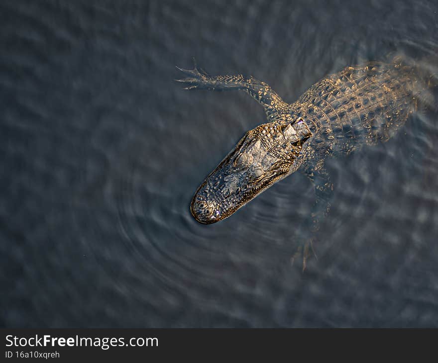 Portrait on the upper body of a Florida alligator swimming in a wetland pond as the evening golden sunlight shines on him. Portrait on the upper body of a Florida alligator swimming in a wetland pond as the evening golden sunlight shines on him.
