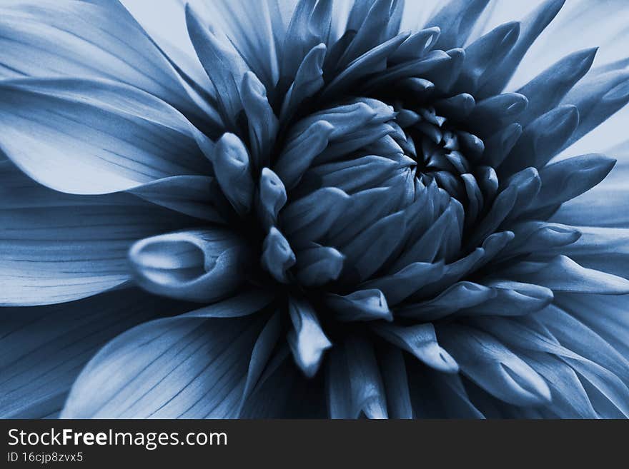 Dahlia bloom. Flower petals close-up. Dark blue tinted floral illustration on a plant theme. Macro