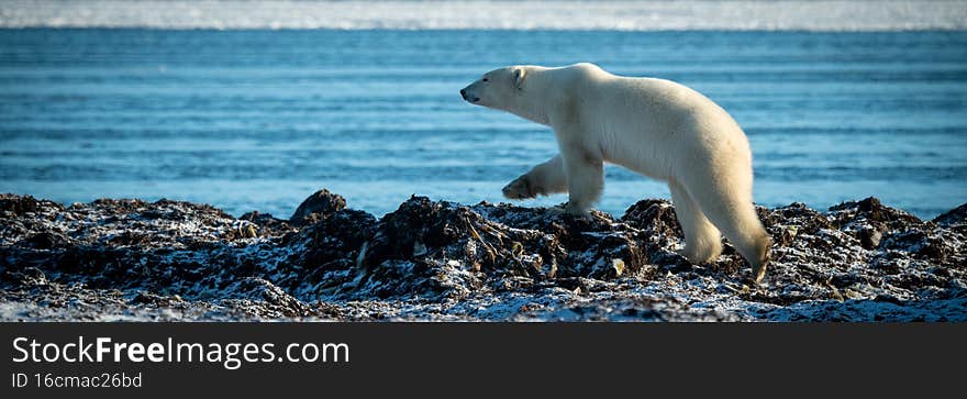 Panorama of polar bear walking along shoreline