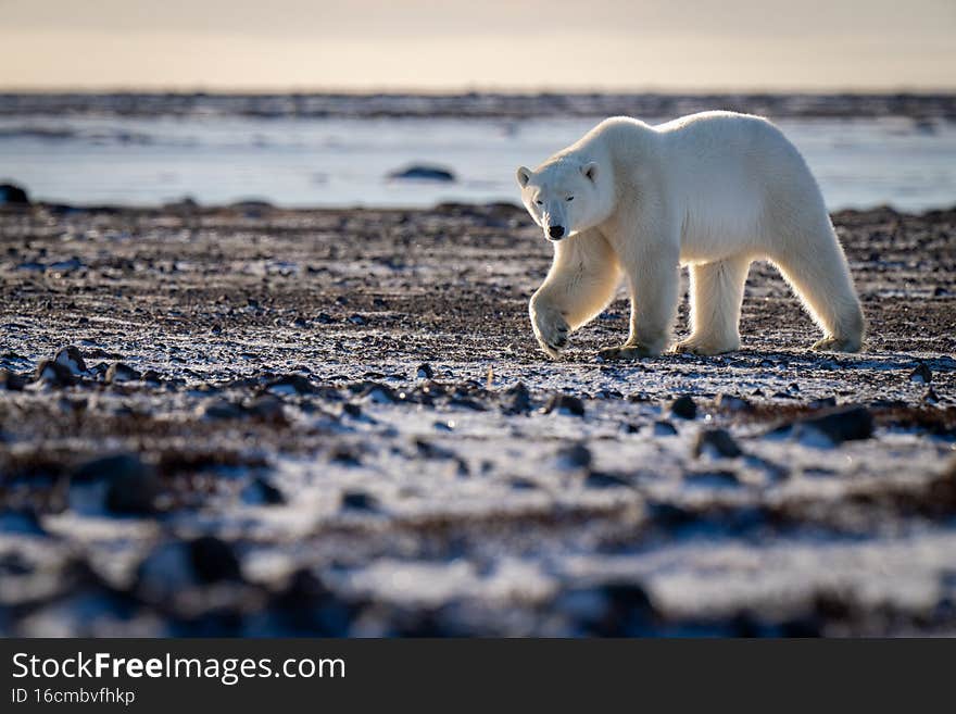 Polar bear walks across tundra in sunshine