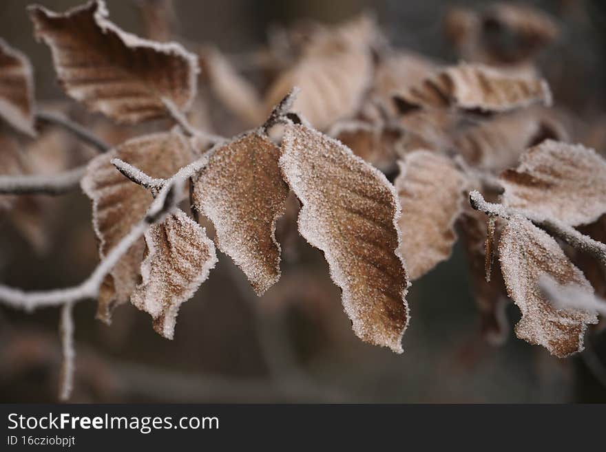 Twisted dried leaves on an old tree in a winter forest covered with hoarfrost. Twisted dried leaves on an old tree in a winter forest covered with hoarfrost
